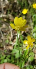 Ranunculus californicus
