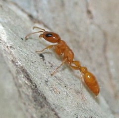 Pseudomyrmex apache