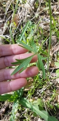 Ranunculus californicus