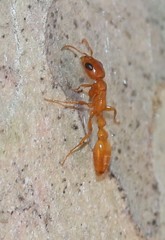 Pseudomyrmex apache