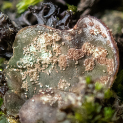 Peltigera didactyla