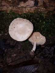 Lactarius subplinthogalus