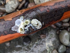 Balanus glandula