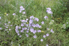 Phacelia linearis