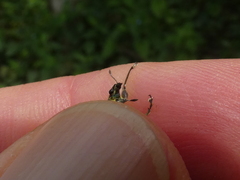 Galapaganus howdenae