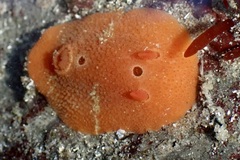 Aldisa sanguinea