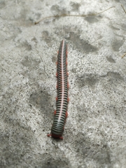 Ommatoiulus sabulosus