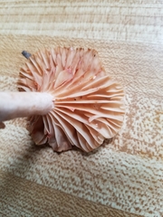 Lactarius subplinthogalus
