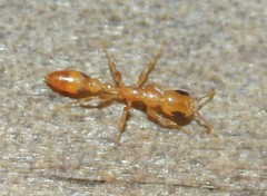 Pseudomyrmex simplex