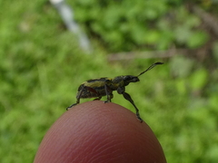 Galapaganus howdenae