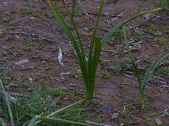 Toxicoscordion fremontii