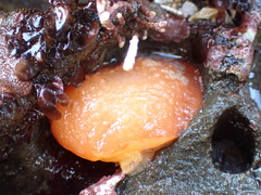Acanthodoris lutea