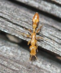 Pseudomyrmex simplex