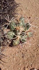 Coryphantha robustispina robustispina