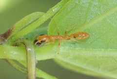 Pseudomyrmex simplex