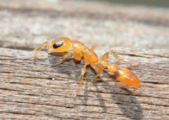 Pseudomyrmex simplex