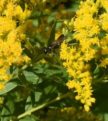 Anoplius semicinctus