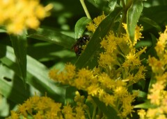 Anoplius semicinctus