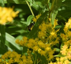 Anoplius semicinctus