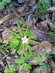 Anemonoides caerulea
