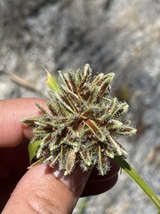 Cyperus squarrosus