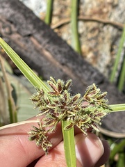 Cyperus squarrosus