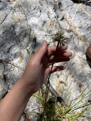 Cyperus squarrosus