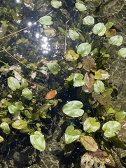 Echinodorus berteroi