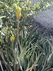 Aloe vera