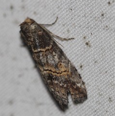 Calathusa hypotherma