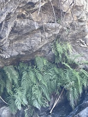 Pelazoneuron puberulum