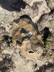 Palythoa tuberculosa