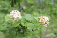 Physocarpus malvaceus