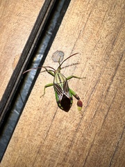 Melucha quinquelineata