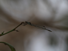 Austrolestes leda
