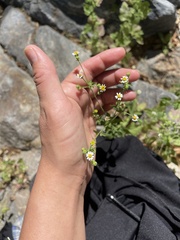 Perityle microglossa