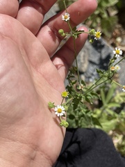 Perityle microglossa