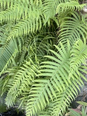 Pelazoneuron puberulum