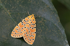 Callimorphina