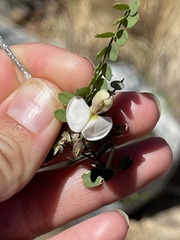 Coursetia glandulosa