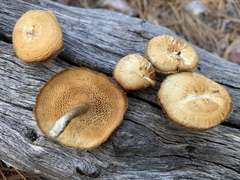 Lentinus arcularius