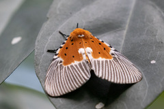 Peridrome orbicularis