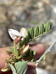 Coursetia glandulosa