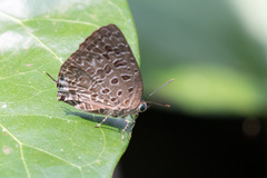 Arhopala alitaeus