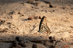 Graphium arycles