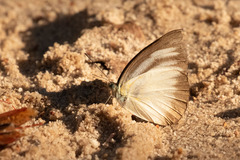 Appias lyncida