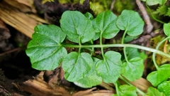 Cardamine flexuosa