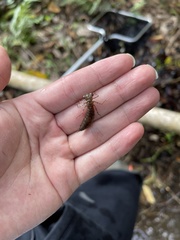 Polycanthagyna erythromelas