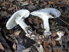 Phalloideae