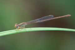 Aciagrion